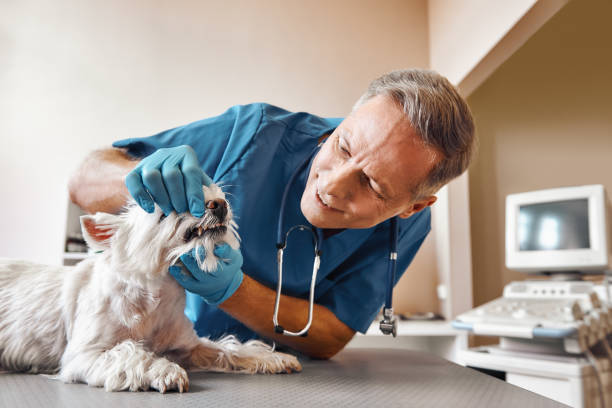 Best Pediatric Emergency Dentist in La Feria, TX
